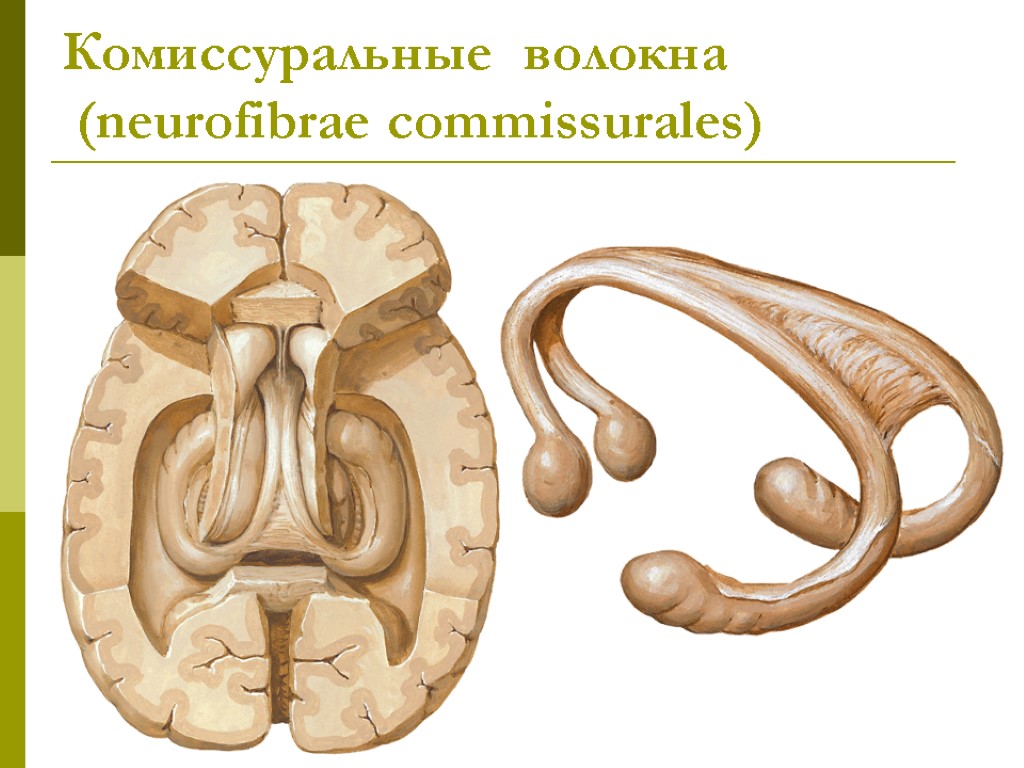 Комиссуральные волокна (neurofibrae commissurales)